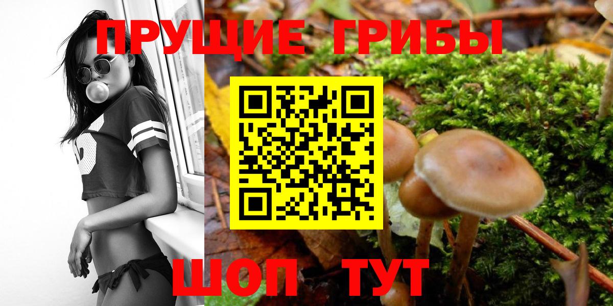 Псилоцибиновые грибы Psilocybine cubensis Минеральные Воды